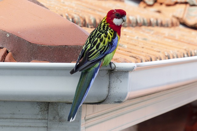 Facing Troubles with Birds Nesting on Gutters? Try these Ways!
